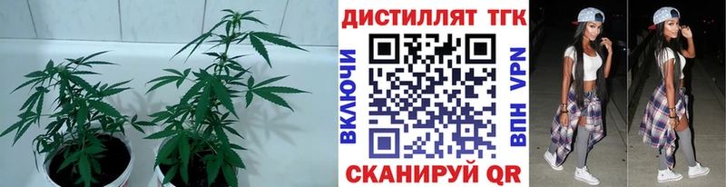 ТГК THC oil  Котлас 